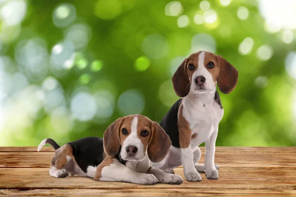 Roztomilé Beagle Štěňátka Dřevěném Povrchu Venku Bokeh Efekt Roztomilá Zvířata — Stock fotografie