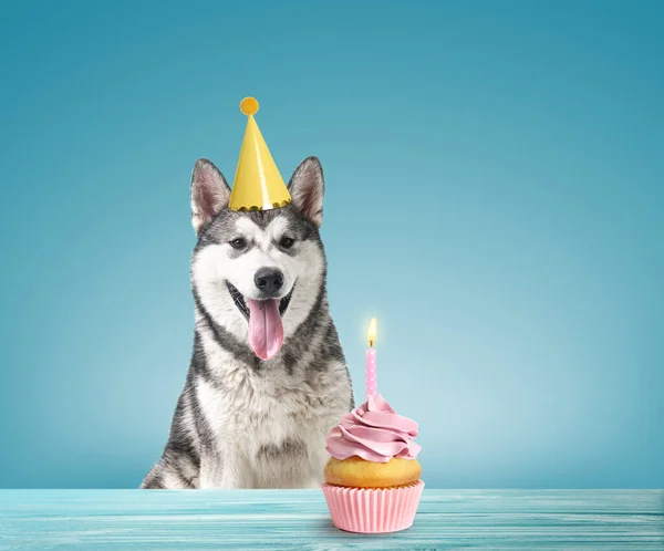 Lindo Perro Con Sombrero Fiesta Delicioso Cupcake Cumpleaños Sobre Fondo —  Fotos de Stock