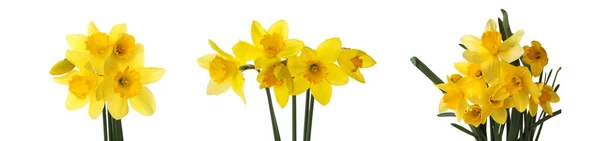 Set Beautiful Yellow Daffodils White Background Banner Design — Stock Photo, Image