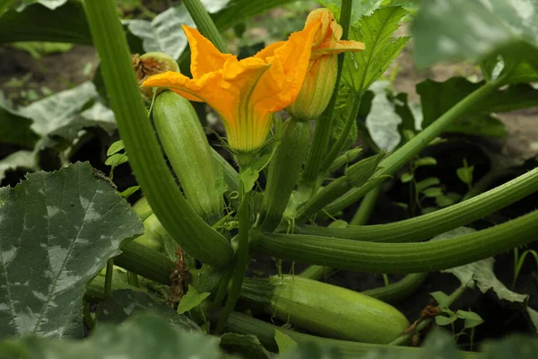 Blooming Green Plant Unripe Zucchini Growing Garden — Stock Photo, Image