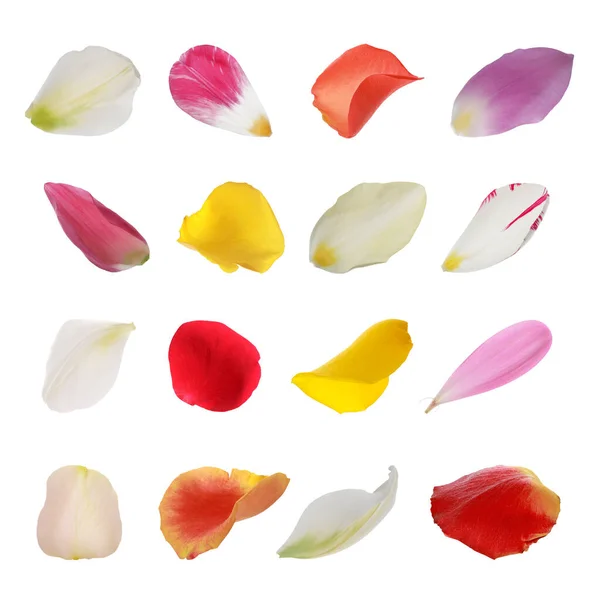 Набір Різними Красивими Пелюстками Квітів Білому Тлі — стокове фото