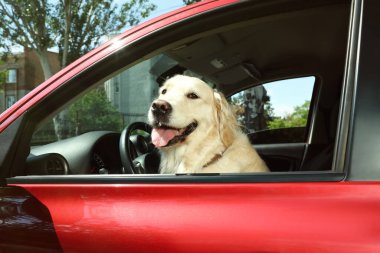 Güzel Golden Retriever köpeği açık hava arabasının sürücü koltuğunda