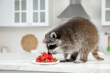 Cute raccoon eating strawberries on kitchen table clipart