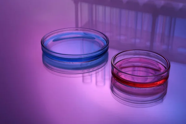 Πιάτα Petri Δείγματα Στο Τραπέζι Τονισμένα Ροζ Και Μπλε — Φωτογραφία Αρχείου