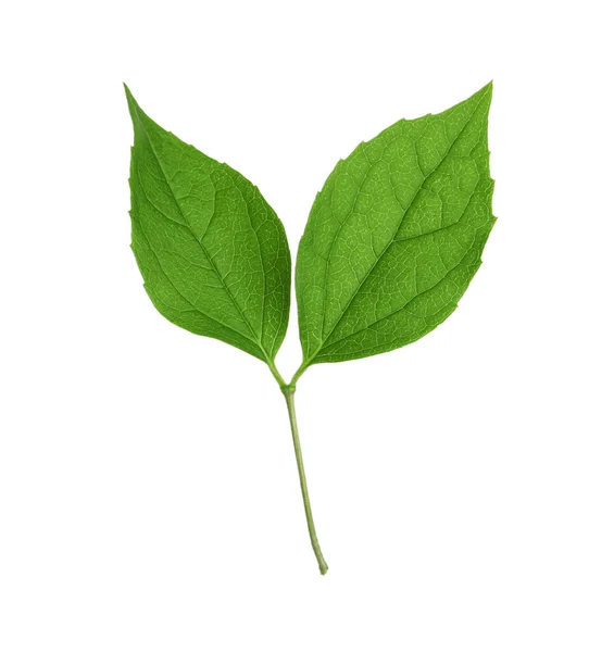 Bladeren Van Jasmijnplant Witte Achtergrond — Stockfoto