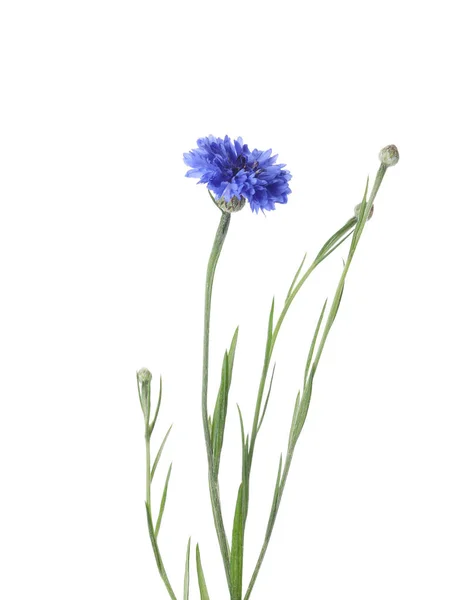 Gyönyörű Virágzó Kék Búzavirág Elszigetelt Fehér — Stock Fotó