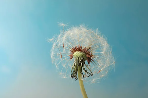 Hermosa Flor Diente León Sobre Fondo Azul Claro Primer Plano —  Fotos de Stock