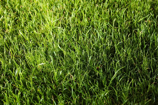 Pelouse Verte Avec Herbe Fraîche Comme Fond Gros Plan — Photo