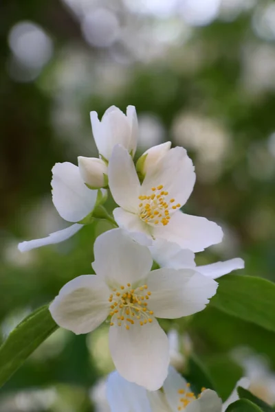 Vista Cerca Del Hermoso Arbusto Jazmín Blanco Flor Aire Libre —  Fotos de Stock