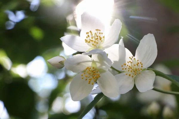 Closeup View Beautiful Blooming White Jasmine Shrub Outdoors Sunny Day — Stock Photo, Image