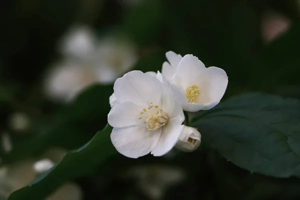 Närbild Utsikt Över Vackra Blommande Vit Jasmin Buske Utomhus — Stockfoto