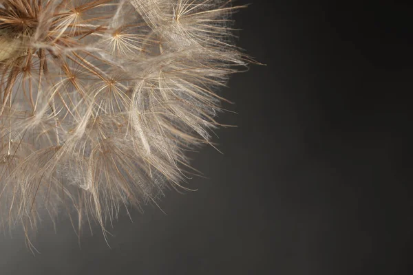 Gri Arka Planda Güzel Pofuduk Karahindiba Çiçeği Yakın Plan Metin — Stok fotoğraf