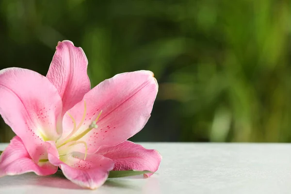 Schöne Rosa Lilienblüte Auf Weißem Tisch Vor Verschwommenem Grünem Hintergrund — Stockfoto