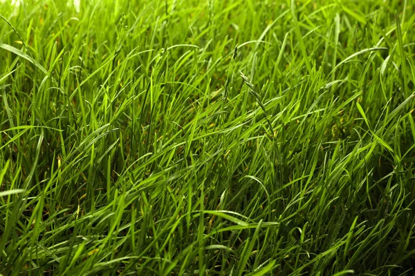 Hermosa Hierba Verde Exuberante Como Fondo Primer Plano —  Fotos de Stock