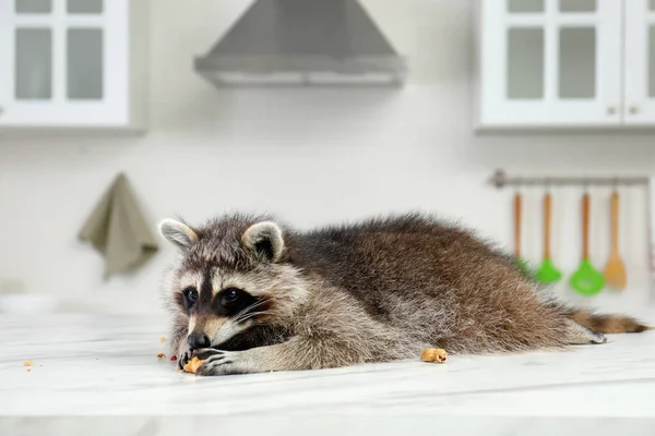 Mignon Raton Laveur Manger Des Cacahuètes Sur Table Dans Cuisine — Photo