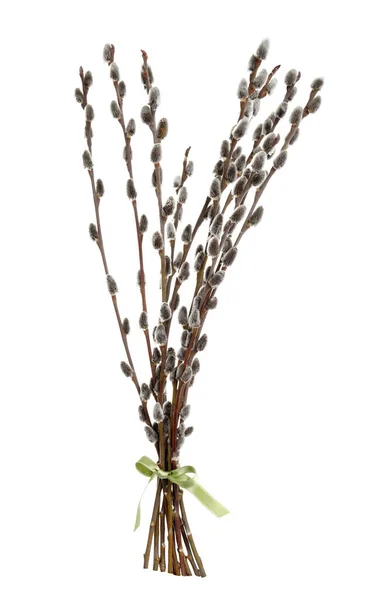 Beautiful Blooming Pussy Willow Branches White Background — Foto de Stock