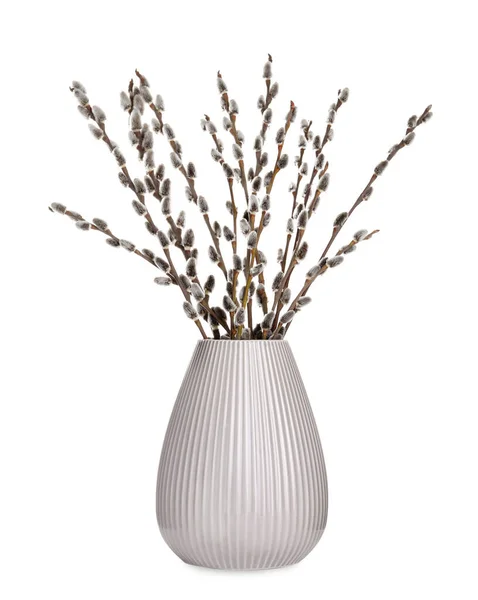 Beautiful Blooming Pussy Willow Branches Vase White Background — Photo