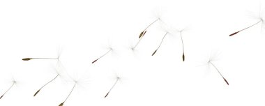 Beyaz arka planda uçuşan bir sürü karahindiba tohumu. Pankart tasarımı 