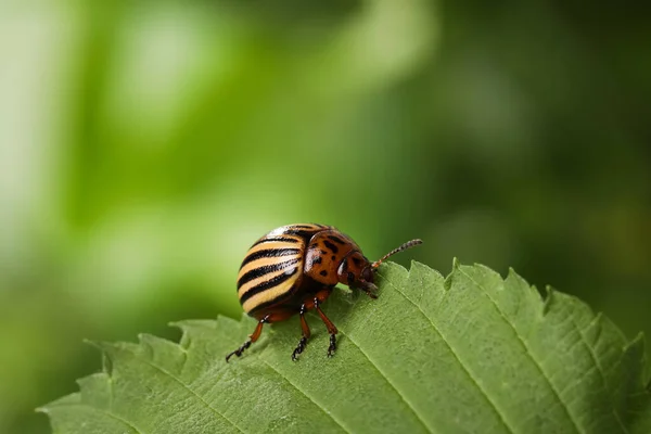 科罗拉多马铃薯甲虫在绿叶上 背景模糊 案文的篇幅 — 图库照片