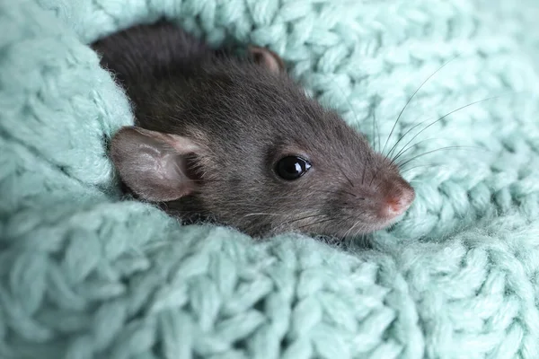 Niedliche Kleine Ratte Hellblaues Strickkleid Gewickelt Nahaufnahme — Stockfoto