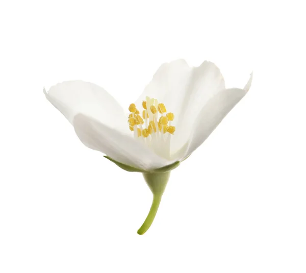 Vacker Blomma Jasmin Växt Isolerad Vit — Stockfoto