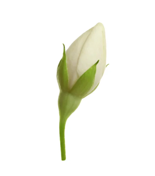 Schöne Blume Der Jasminpflanze Isoliert Auf Weiß — Stockfoto