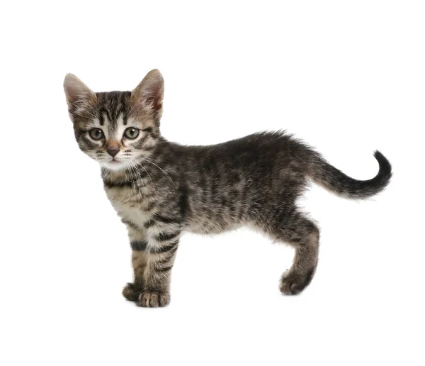 Schattig Klein Tabby Kitten Witte Achtergrond — Stockfoto