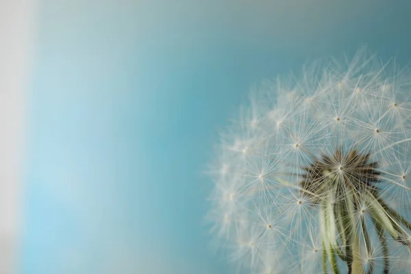 Piękny Kwiat Mniszka Lekarskiego Jasnoniebieskim Tle Zbliżenie Miejsce Tekst — Zdjęcie stockowe
