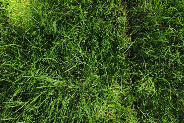 Grüner Rasen Mit Frischem Gras Als Hintergrund Nahaufnahme — Stockfoto
