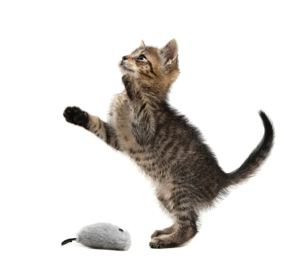 Schattig Klein Katje Dat Met Speelgoedmuis Witte Achtergrond Speelt Schattig — Stockfoto