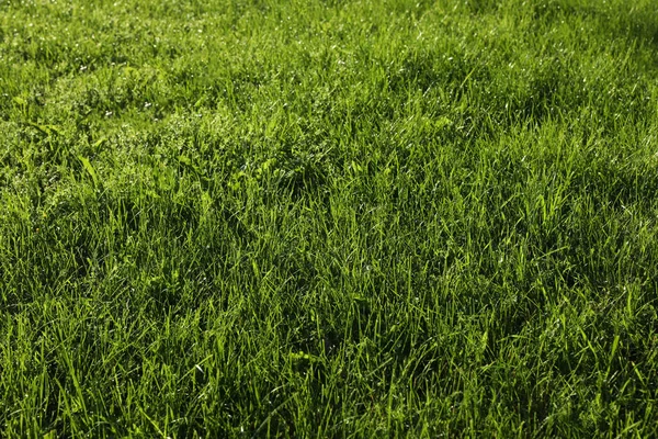 Lush Green Grass Outdoors Sunny Day — Stock Photo, Image