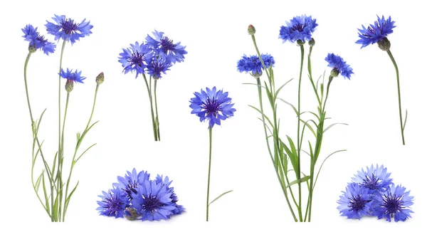Conjunto Com Belas Flores Milho Azul Fundo Branco Design Banner — Fotografia de Stock
