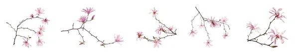 Magnolia Boomtakken Met Prachtige Bloemen Witte Achtergrond Collage Banner Ontwerp — Stockfoto