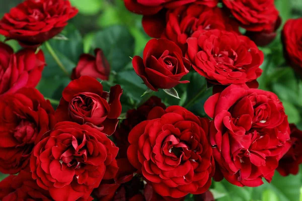 户外灌木丛中绽放的美丽的红玫瑰 — 图库照片