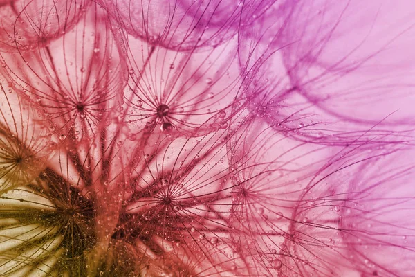Piękny Puszysty Kwiat Mniszka Lekarskiego Zbliżenie Barwa Dźwięku — Zdjęcie stockowe