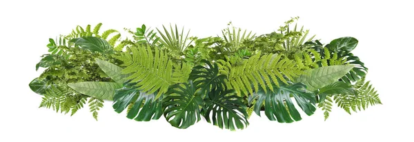 Beautiful composition with fern and other tropical leaves on white background. Banner design