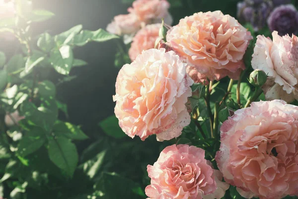 Belas Rosas Rosa Florescendo Mato Livre — Fotografia de Stock