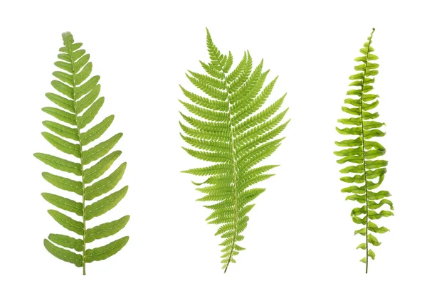 Set Beautiful Fern Leaves White Background — Stock Photo, Image