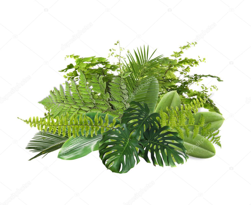 Beautiful composition with fern and other tropical leaves on white background