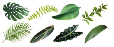 Beyaz arka planda güzel eğreltiotu ve diğer tropikal yapraklarla ayarlanmış. Pankart tasarımı