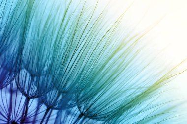 Güzel pofuduk karahindiba çiçeği, yakın plan. Renk tonu