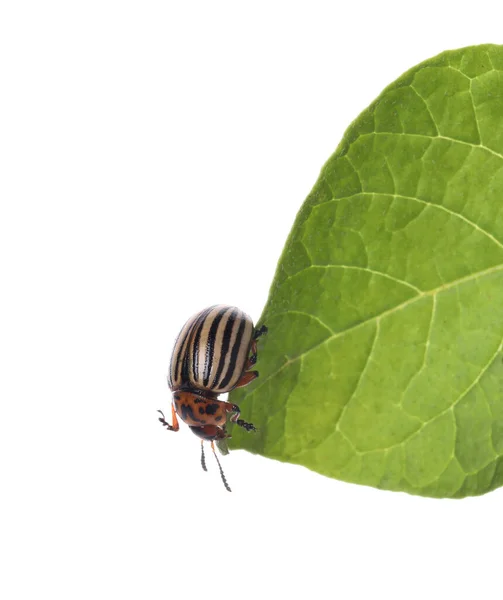 Escarabajo Patata Colorado Sobre Hoja Verde Sobre Fondo Blanco —  Fotos de Stock