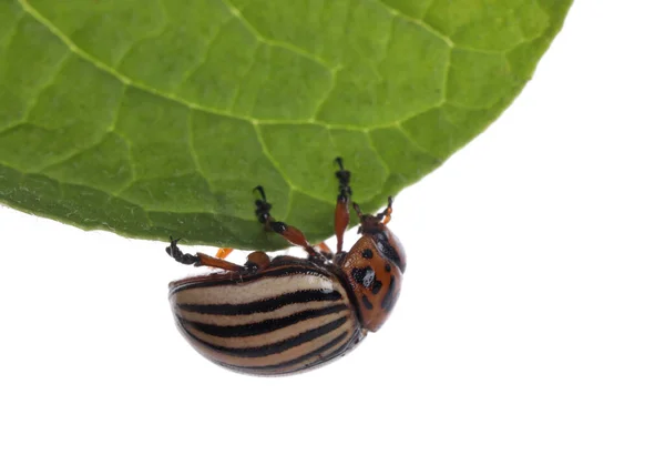 绿叶上的科罗拉多马铃薯甲虫 背景为白色 — 图库照片