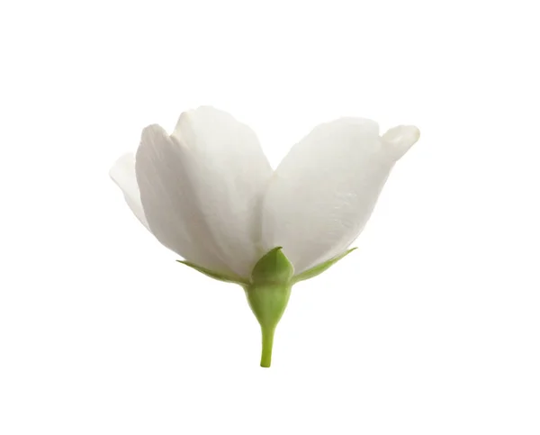 Bela Flor Jasmim Planta Isolada Branco — Fotografia de Stock