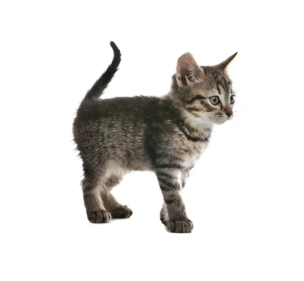 Carino Piccolo Gattino Tabby Sfondo Bianco — Foto Stock