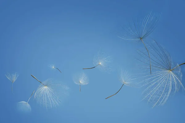 Muchas Semillas Diente León Volando Sobre Fondo Azul — Foto de Stock