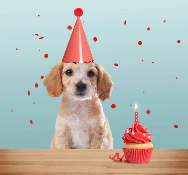 Lindo Perro Con Sombrero Fiesta Delicioso Cupcake Cumpleaños Sobre Fondo —  Fotos de Stock