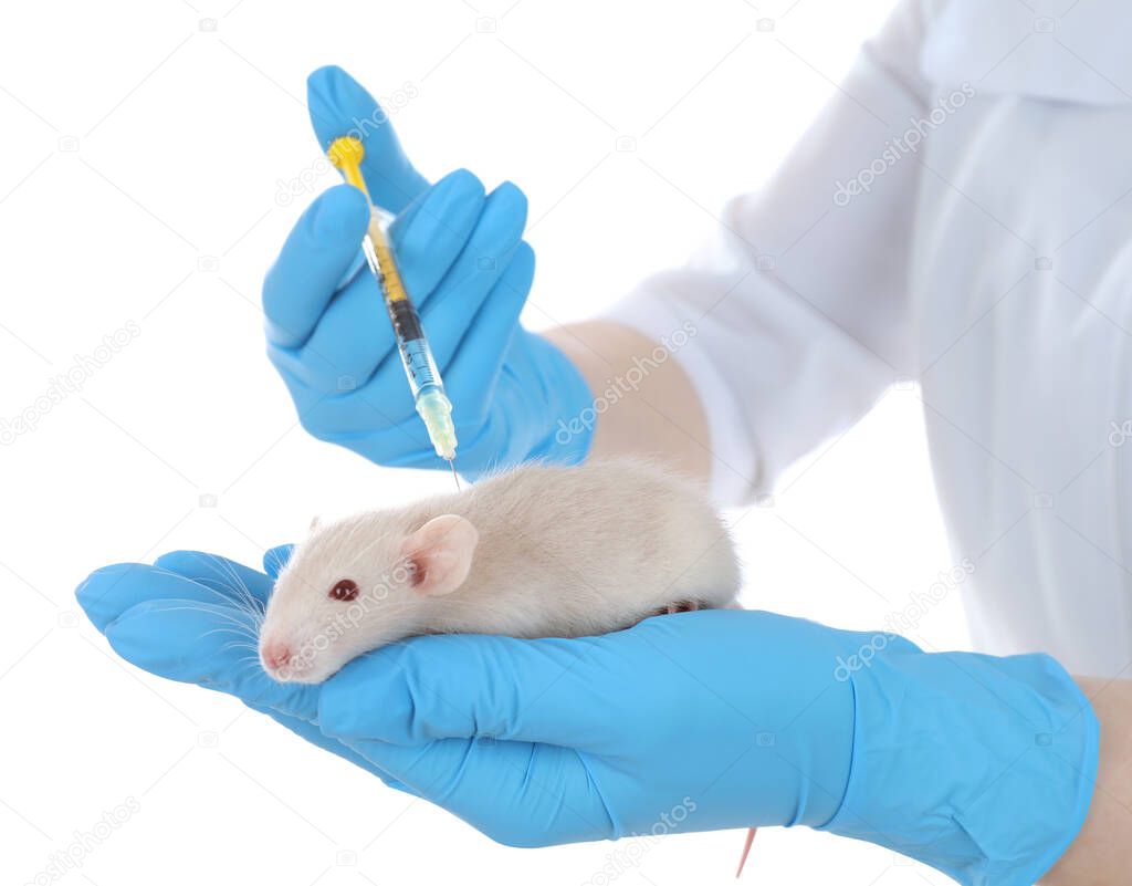 Scientist with syringe and rat on white background, closeup. Animal testing concept