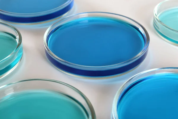 Petrischalen Met Blauwe Vloeistoffen Witte Achtergrond Close — Stockfoto