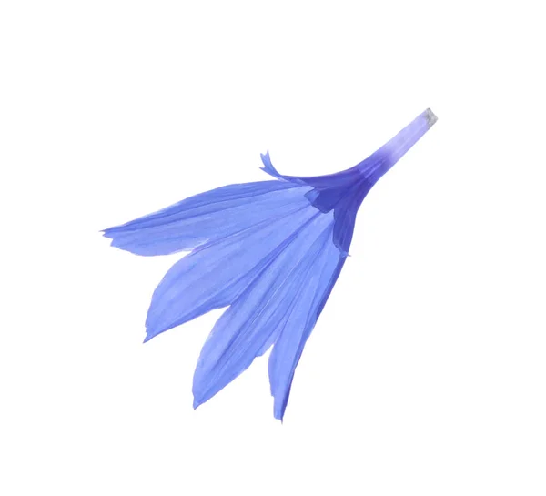 用白色隔绝的蓝色玉米花花瓣 — 图库照片